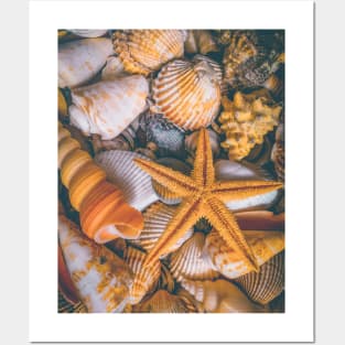 Starfish Beach Summer Travel Shells Posters and Art